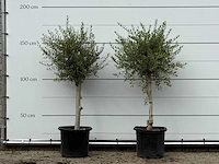 2x olijfboom florida smal - olea europaea - ca. 20 jaar oud - hoogte ca. 170 cm
