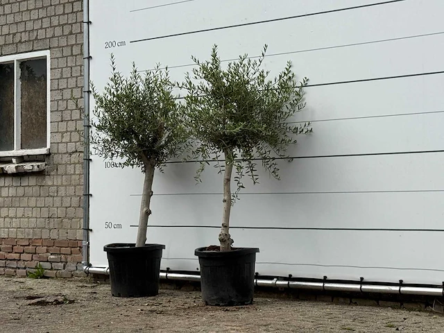 2x olijfboom florida smal - olea europaea - ca. 20 jaar oud - hoogte ca. 170 cm - afbeelding 2 van  3