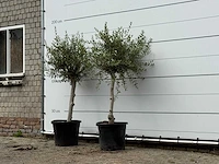 2x olijfboom florida smal - olea europaea - ca. 20 jaar oud - hoogte ca. 170 cm - afbeelding 2 van  3