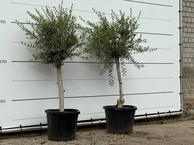 2x olijfboom florida smal - olea europaea - ca. 20 jaar oud - hoogte ca. 170 cm - afbeelding 3 van  3