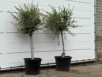 2x olijfboom florida smal - olea europaea - ca. 20 jaar oud - hoogte ca. 170 cm - afbeelding 3 van  3