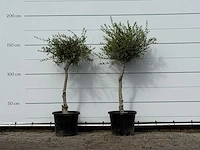 2x olijfboom florida smal - olea europaea - ca. 25 jaar oud - hoogte ca. 170 cm