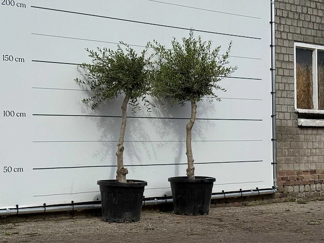 2x olijfboom florida smal - olea europaea - ca. 25 jaar oud - hoogte ca. 170 cm - afbeelding 3 van  3