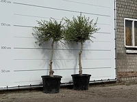 2x olijfboom florida smal - olea europaea - ca. 25 jaar oud - hoogte ca. 170 cm - afbeelding 3 van  3