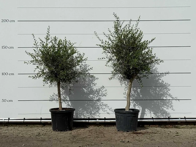 2x olijfboom florida smal - olea europaea - ca. 25 jaar oud - hoogte ca. 170 cm - afbeelding 1 van  3