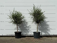 2x olijfboom florida smal - olea europaea - ca. 25 jaar oud - hoogte ca. 170 cm
