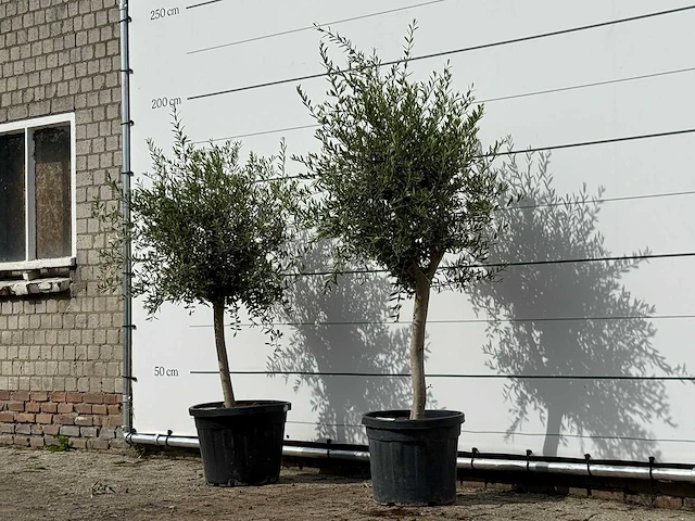 2x olijfboom florida smal - olea europaea - ca. 25 jaar oud - hoogte ca. 170 cm - afbeelding 2 van  3