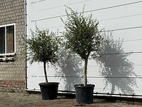 2x olijfboom florida smal - olea europaea - ca. 25 jaar oud - hoogte ca. 170 cm - afbeelding 2 van  3