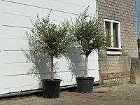 2x olijfboom florida smal - olea europaea - ca. 25 jaar oud - hoogte ca. 170 cm - afbeelding 3 van  3