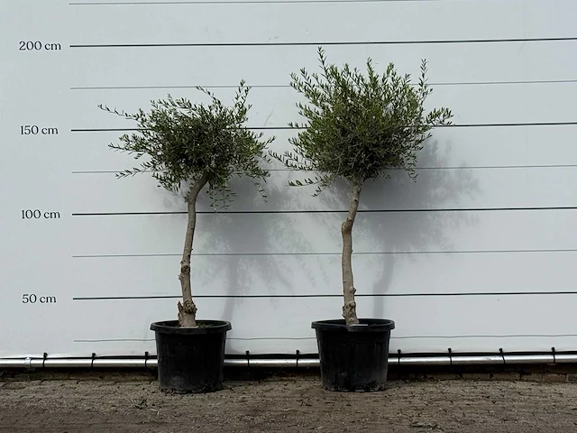 2x olijfboom florida smal - olea europaea - ca. 25 jaar oud - hoogte ca. 170 cm - afbeelding 1 van  3
