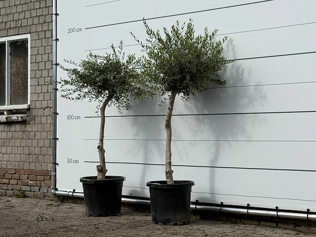 2x olijfboom florida smal - olea europaea - ca. 25 jaar oud - hoogte ca. 170 cm - afbeelding 2 van  3