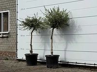 2x olijfboom florida smal - olea europaea - ca. 25 jaar oud - hoogte ca. 170 cm - afbeelding 2 van  3