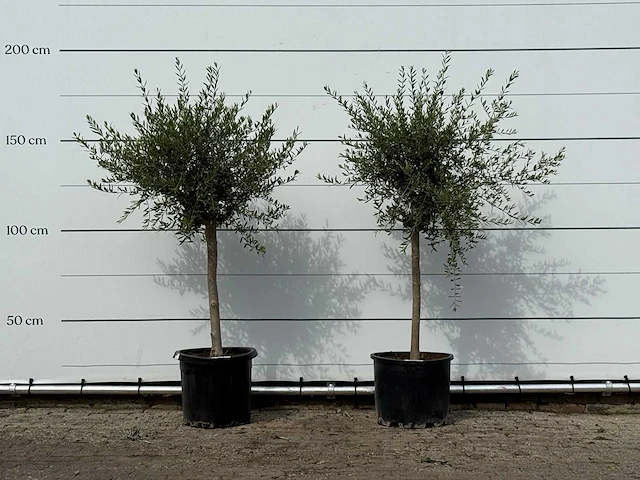 2x olijfboom florida smal - olea europaea - ca. 25 jaar oud - hoogte ca. 180 cm - afbeelding 1 van  3