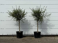 2x olijfboom florida smal - olea europaea - ca. 25 jaar oud - hoogte ca. 180 cm