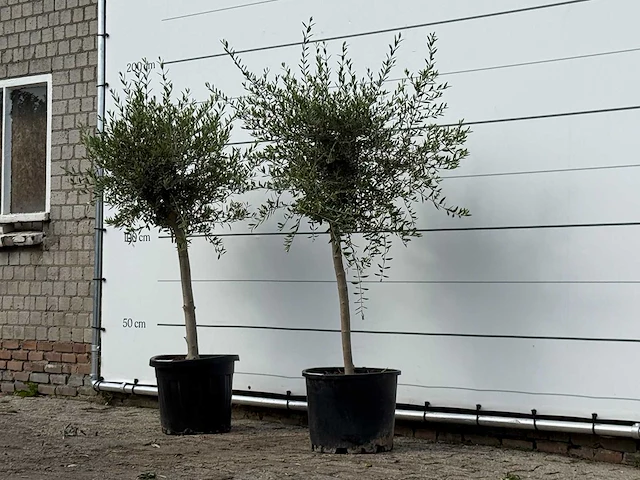2x olijfboom florida smal - olea europaea - ca. 25 jaar oud - hoogte ca. 180 cm - afbeelding 2 van  3