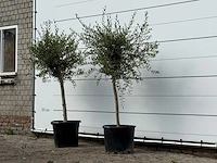 2x olijfboom florida smal - olea europaea - ca. 25 jaar oud - hoogte ca. 180 cm - afbeelding 2 van  3