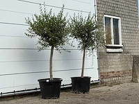 2x olijfboom florida smal - olea europaea - ca. 25 jaar oud - hoogte ca. 180 cm - afbeelding 3 van  3