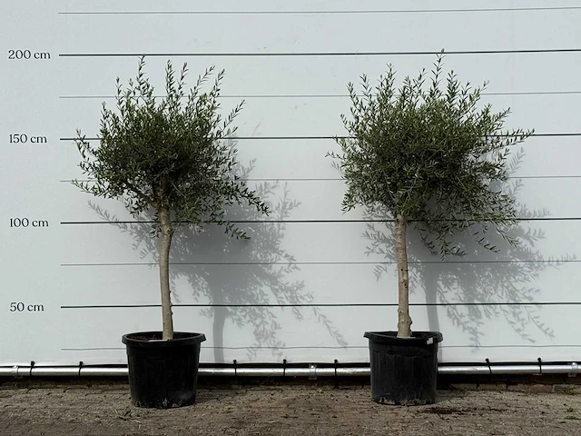 2x olijfboom florida smal - olea europaea - ca. 25 jaar oud - hoogte ca. 180 cm - afbeelding 1 van  3