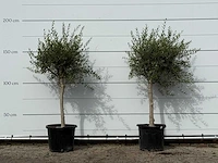 2x olijfboom florida smal - olea europaea - ca. 25 jaar oud - hoogte ca. 180 cm