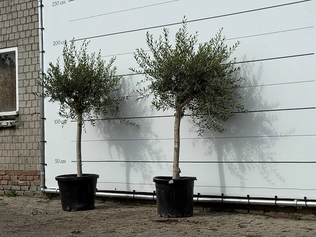 2x olijfboom florida smal - olea europaea - ca. 25 jaar oud - hoogte ca. 180 cm - afbeelding 2 van  3