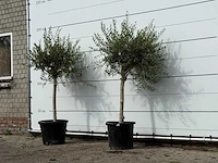 2x olijfboom florida smal - olea europaea - ca. 25 jaar oud - hoogte ca. 180 cm - afbeelding 2 van  3