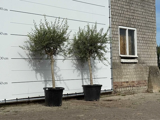 2x olijfboom florida smal - olea europaea - ca. 25 jaar oud - hoogte ca. 180 cm - afbeelding 3 van  3