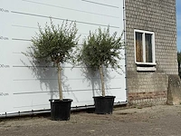 2x olijfboom florida smal - olea europaea - ca. 25 jaar oud - hoogte ca. 180 cm - afbeelding 3 van  3
