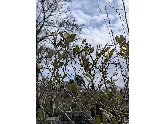 2x olijfboom in pot olea europea - afbeelding 2 van  10