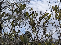 2x olijfboom in pot olea europea - afbeelding 2 van  10