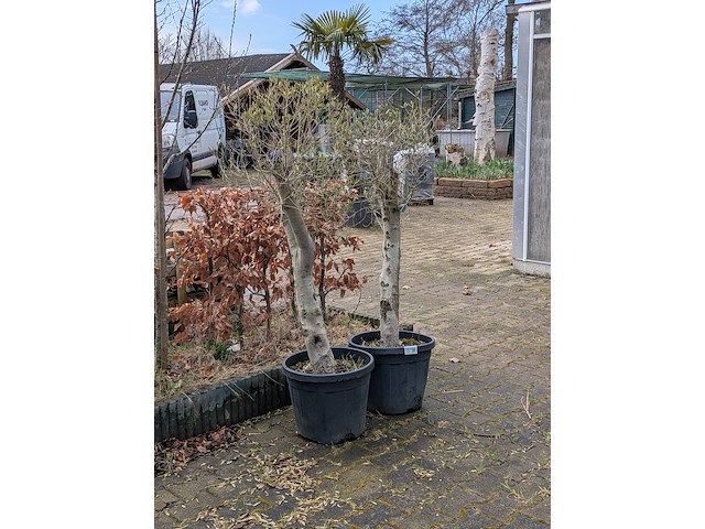 2x olijfboom in pot olea europea - afbeelding 1 van  10