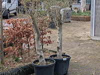 2x olijfboom in pot olea europea - afbeelding 1 van  10