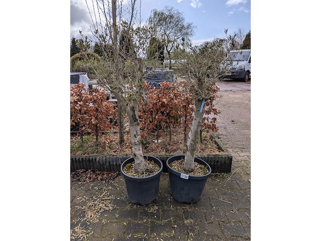 2x olijfboom in pot olea europea - afbeelding 3 van  10