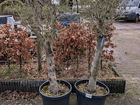 2x olijfboom in pot olea europea - afbeelding 3 van  10