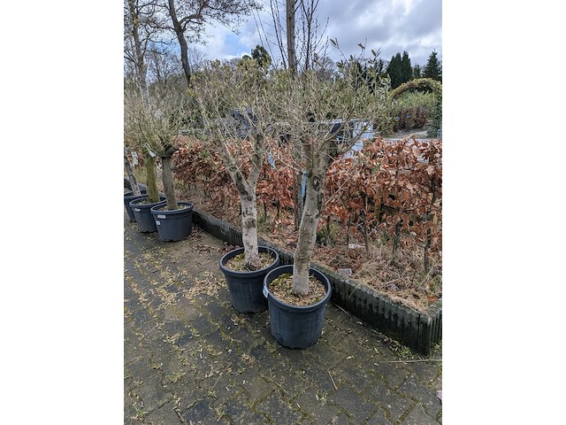 2x olijfboom in pot olea europea - afbeelding 4 van  10