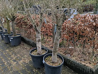 2x olijfboom in pot olea europea - afbeelding 4 van  10
