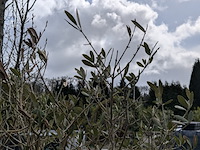 2x olijfboom in pot olea europea - afbeelding 5 van  10