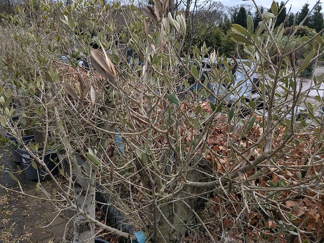 2x olijfboom in pot olea europea - afbeelding 6 van  10