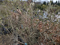 2x olijfboom in pot olea europea - afbeelding 6 van  10