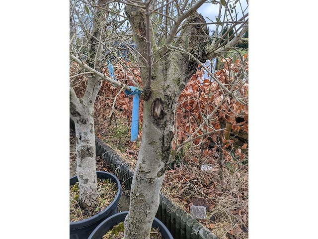 2x olijfboom in pot olea europea - afbeelding 7 van  10