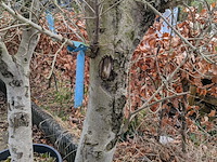 2x olijfboom in pot olea europea - afbeelding 7 van  10