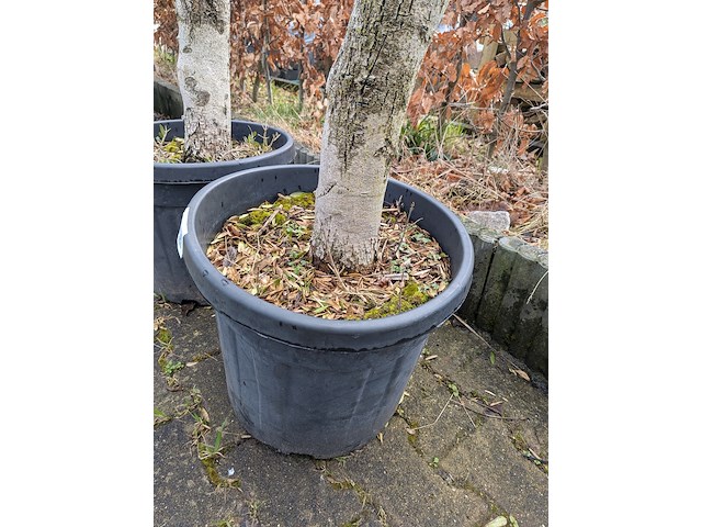 2x olijfboom in pot olea europea - afbeelding 8 van  10