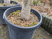 2x olijfboom in pot olea europea - afbeelding 8 van  10