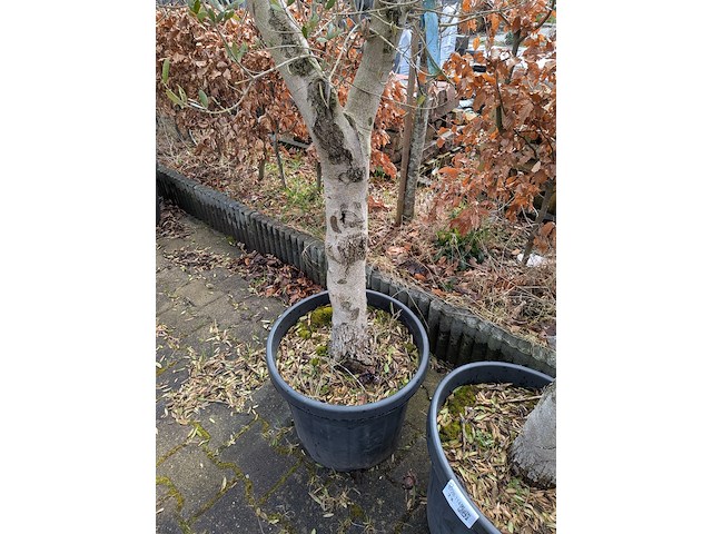 2x olijfboom in pot olea europea - afbeelding 9 van  10
