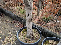 2x olijfboom in pot olea europea - afbeelding 9 van  10