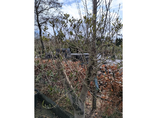 2x olijfboom in pot olea europea - afbeelding 10 van  10