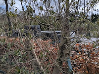 2x olijfboom in pot olea europea - afbeelding 10 van  10