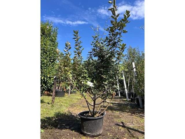 2x olijfwilg, elaeagnus ebbingei, meerstammig, wintergroen, ca. 200 cm hoog - afbeelding 1 van  3