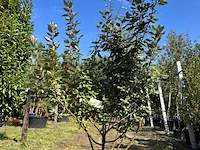 2x olijfwilg, elaeagnus ebbingei, meerstammig, wintergroen, ca. 200 cm hoog