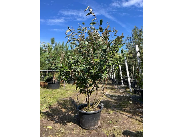 2x olijfwilg, elaeagnus ebbingei, meerstammig, wintergroen, ca. 200 cm hoog - afbeelding 2 van  3