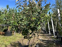 2x olijfwilg, elaeagnus ebbingei, meerstammig, wintergroen, ca. 200 cm hoog - afbeelding 2 van  3